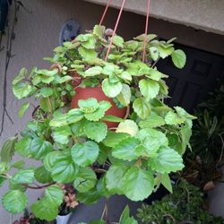 Creepy Charlie Plant $23