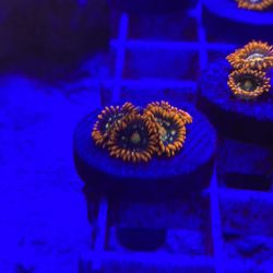 Chaos Zoanthid