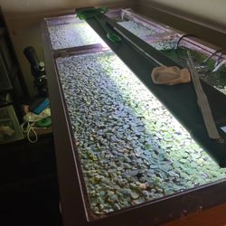 Floating Aquarium Plants 