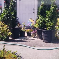 $195 Each Beautiful Spiral Boxwood Plant 