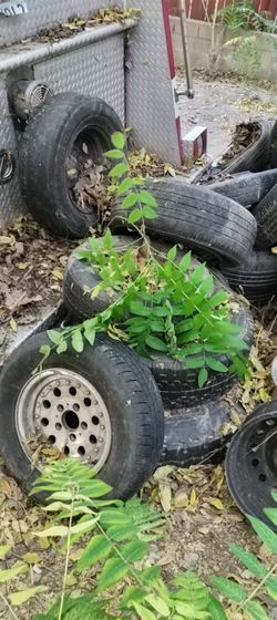 Rims and tires