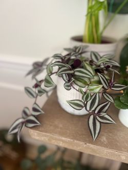 Purple Tradescantia (wandering jew) plant
