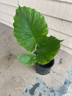 Elephant Ear Plant