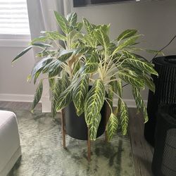 Plant For Sale