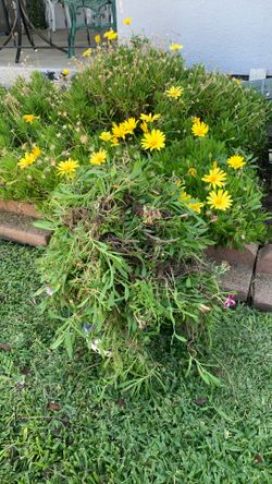 YELLOW FLOWERS