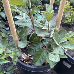 15 Gallon Ruby Guava Fruit Tree, cây ổi ruby Đài Loan ruột đỏ