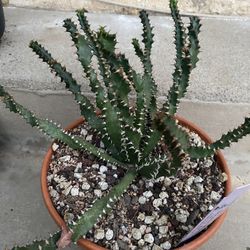 Euphorbia squarrosa