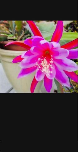 Mature large pot of Epiphyllum Orchid Cactus Plant