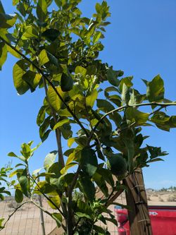 $275 lemon tree 25gal