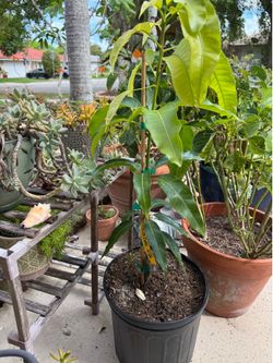 Triple sec mango tree
