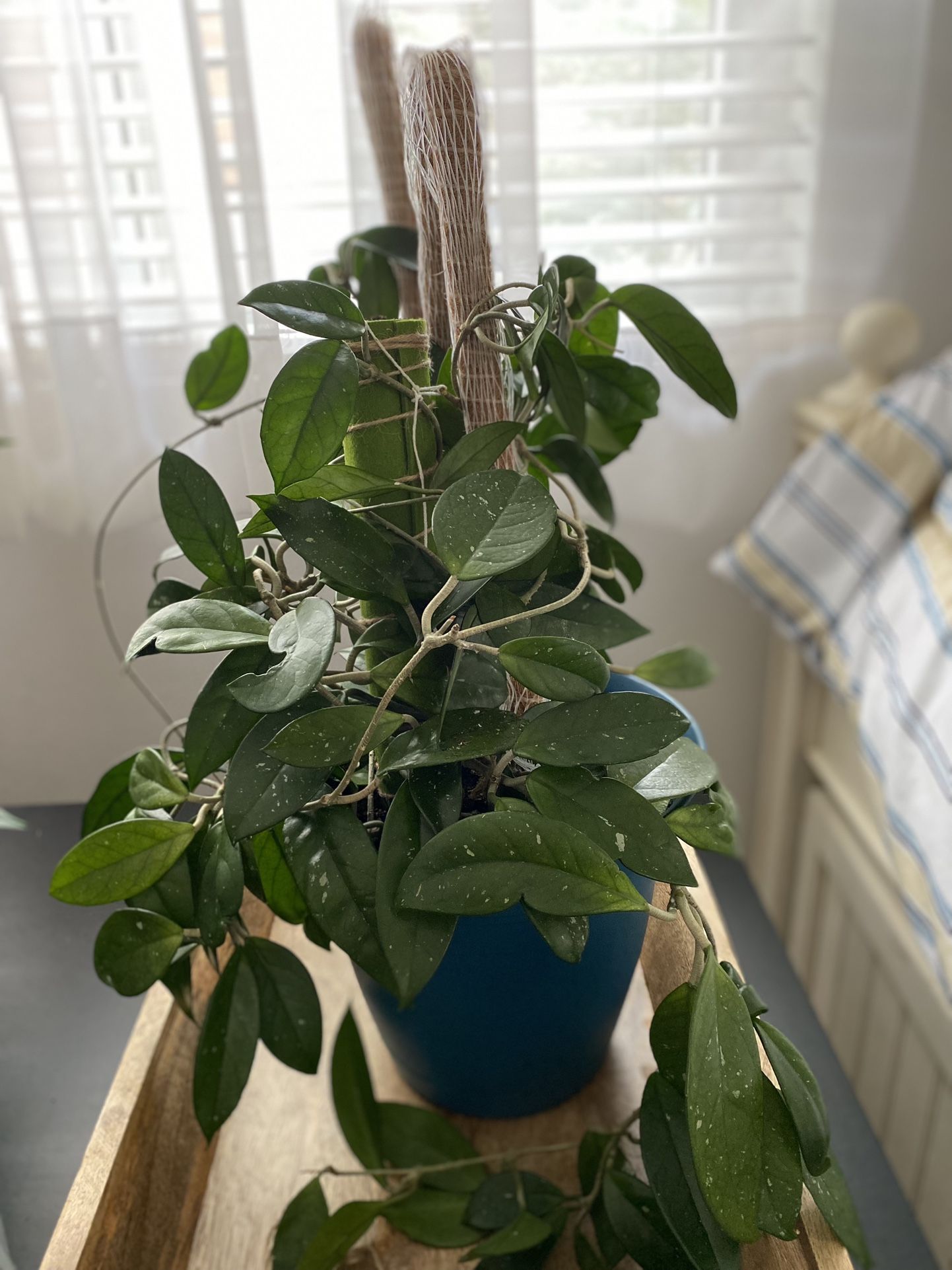 Huge Hoya Wax plant In 10” Pot
