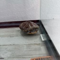 Turtle,Tank,pumps,filter,solution And Food