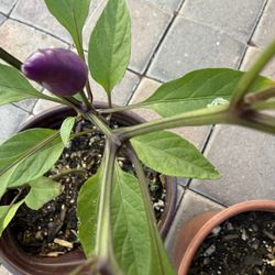 Arcoíris Chile 🌶️ Plans $12 Each Price Firm 