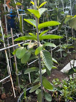 guava tree.