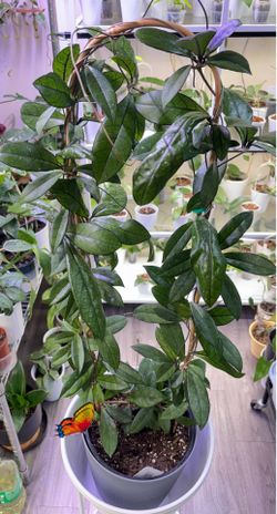 Big very big Hoya Crassipetiolata