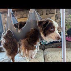Dog Grooming Hammock Harness for Dogs & Cats with Pet Nail Clipper Trimmer - Cat Hanger Sling for Trimming Clipping Nails- Dog Hammock Restraint Bag f