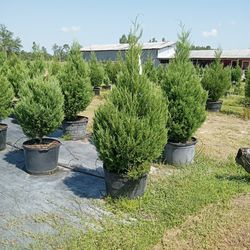 Cedar Trees 7 Ft Tall Delivered And Planted