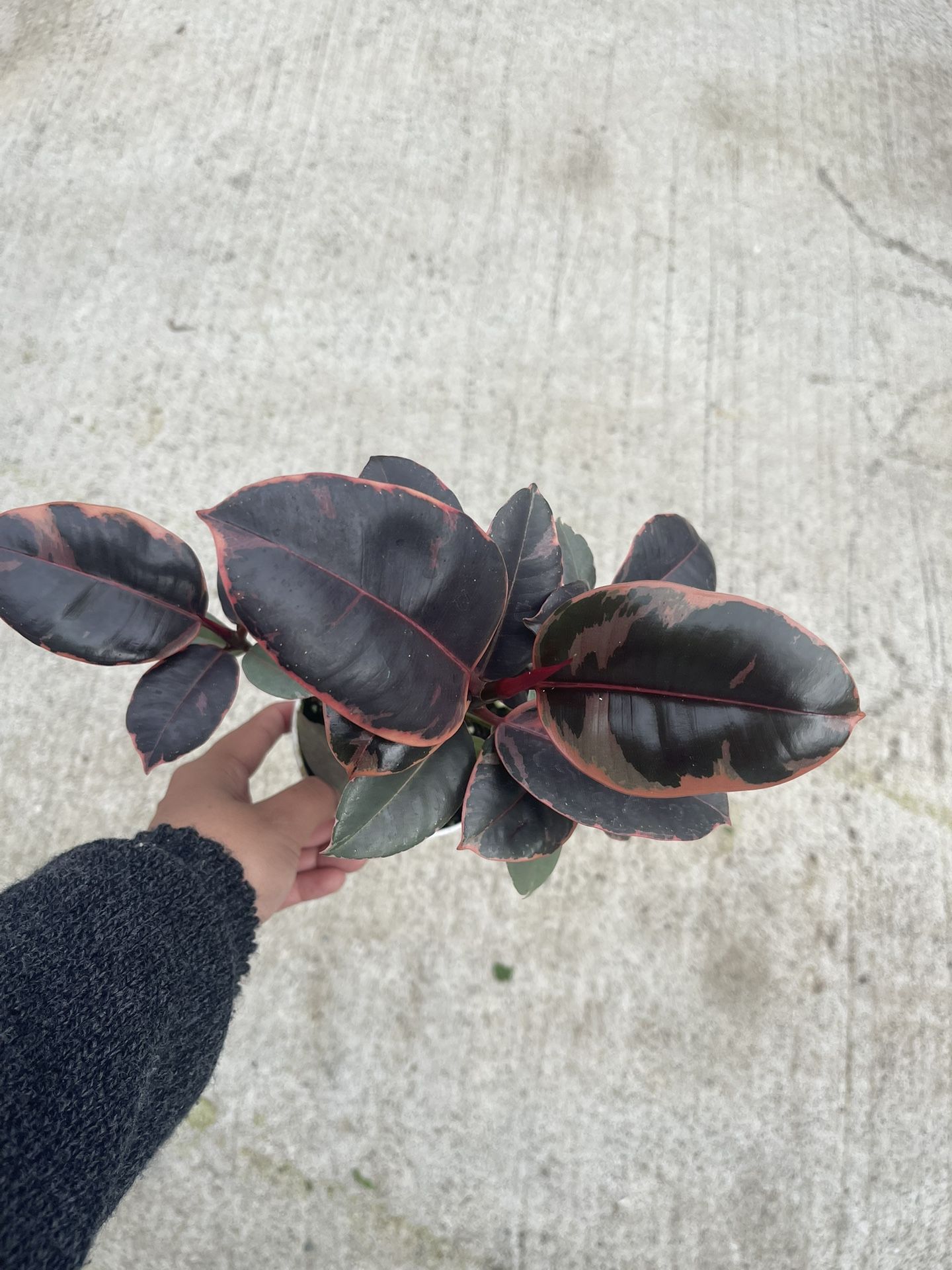 Ficus Ruby Pink