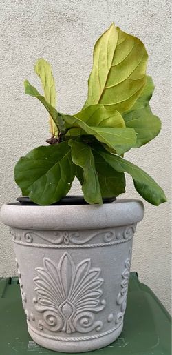 Fiddle Fig Leaf Plant in Large Plastic Pot