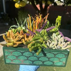 Gorgeous Succulent Arrangement 