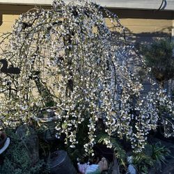 Weeping Snow Fountain Cherry Blossom Tree