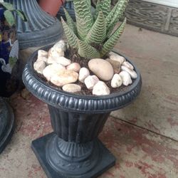 Planta captus
