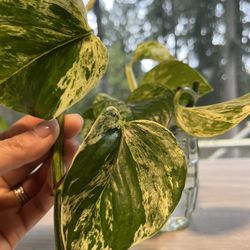 Variegated Pothos Clipping Unique For Propigation