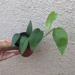 Beautiful Cebu Blue Pothos Plant