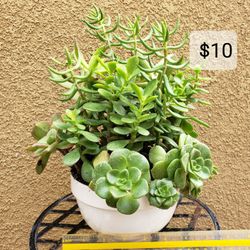 Succulent Arrangement