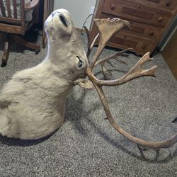 Caribou Reindeer Shoulder Mount Taxidermy