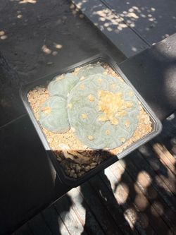 Rare ancestral cactus