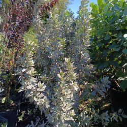 Silver Buttonwood Privacy Hedge Plants 7gl 🌿💚$16
