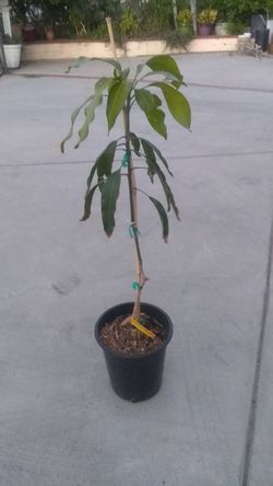 Thai mango
