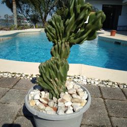 19"×9" Monstrose Peruvian Crested Fan Shape Apple Cactus Cutting $60 - Ship $15