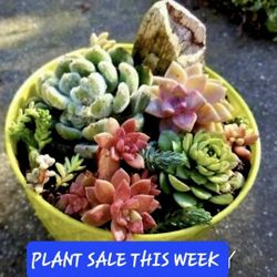 XMAS PLANT SALE THIS SATURDAY IN CASTRO VALLEY AT MOOSE LODGE 10 To 4pm