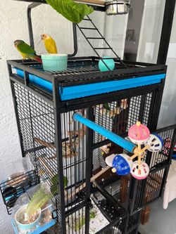 Parrot cage