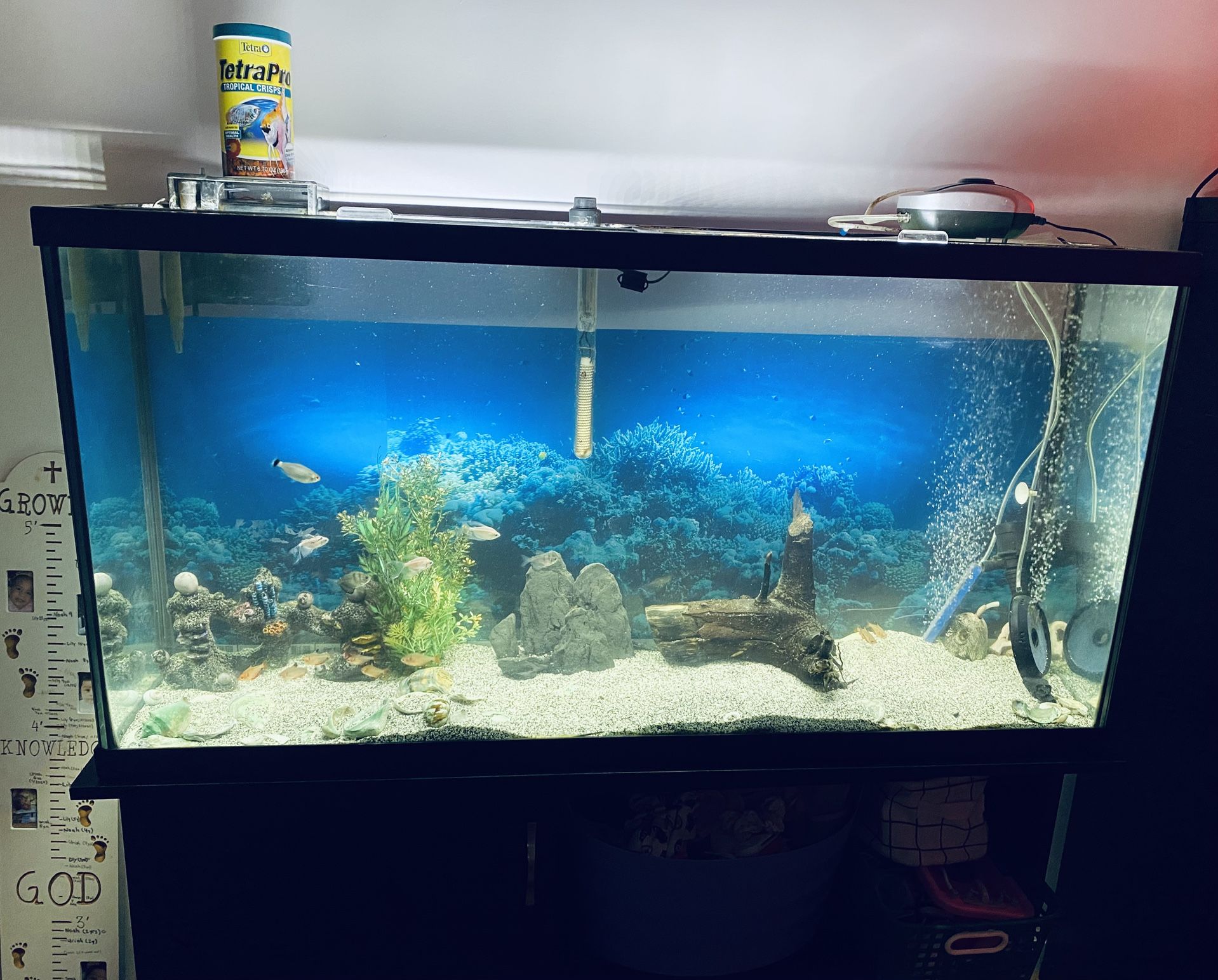 ✨ 55 Gallon Fish Tank Setup – Complete Bundle – Excellent Condition ✨