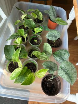 Plants $5 each