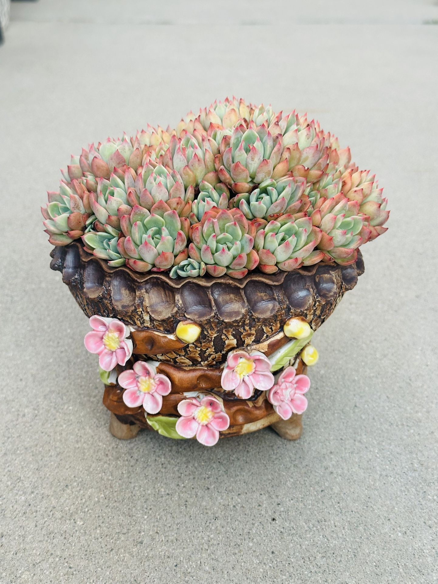 Succulents plants (Echeveria 'Nana mini hook')