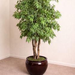 6ft Luxury Indoor Tree w/ Ceramic Pot