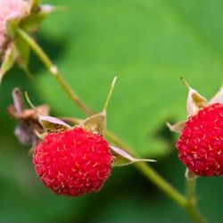 Thimbleberry Plants, organically Grown