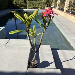 Plumeria