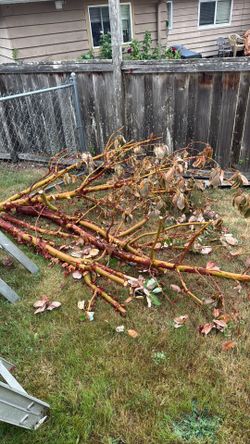 Decorative Madrona branches