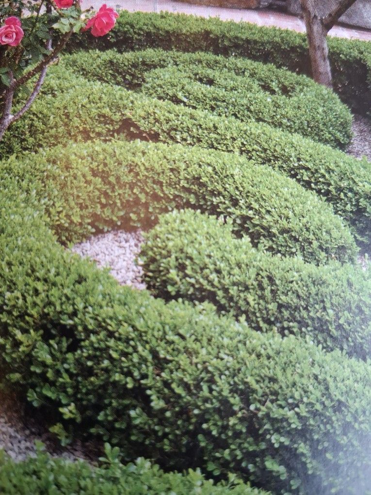 Lawn Care