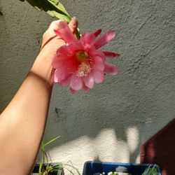 Orchid Cactus 