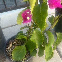 Bougainvillea Plant 