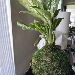 Kokedama moss ball plant