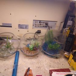 Decorative Fish Tanks For Small Fish Or Terrariums