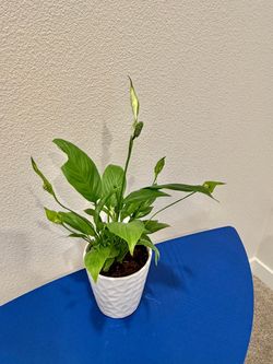 Peace Lilly plant