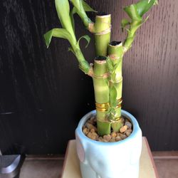 Lucky Bamboo With Nice Ceramic Vase Live Plant Indoor 